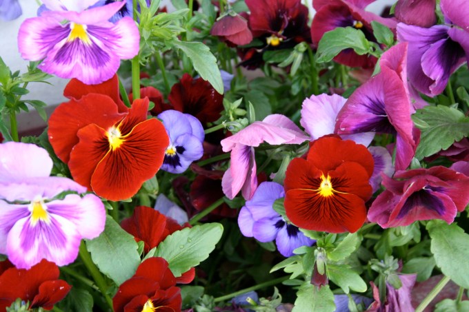 Pansies I saw while moving as I went through Mt. Shasta