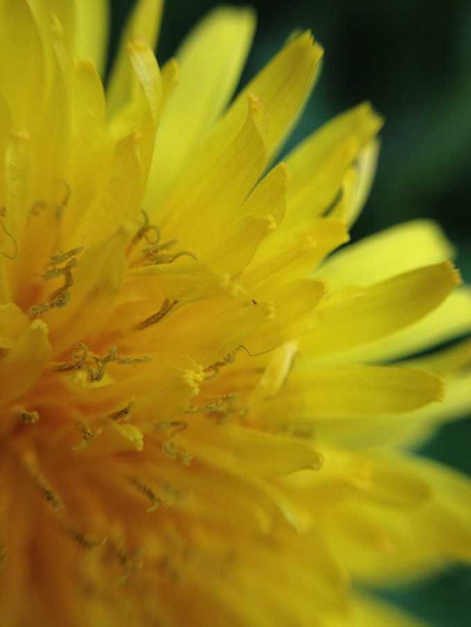 Dandelion via iPhone