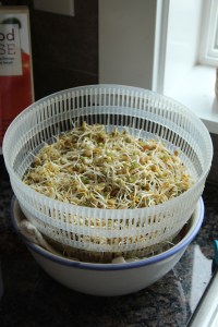 In 7 days 3 tablespoons of seeds grew to this!