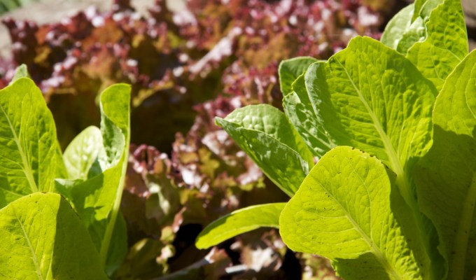 Make Each Salad a Religious&nbsp;Experience!