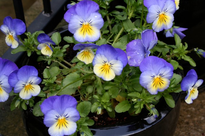 Portland April 2007 032