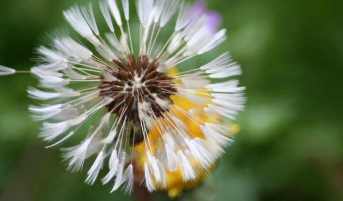 Dandelion Dandelion