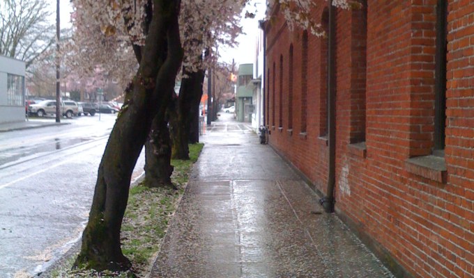Spring Petals & Bricks