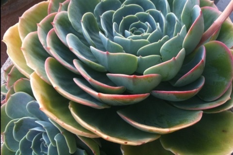 Succulent Succulent