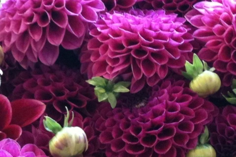Dahlias