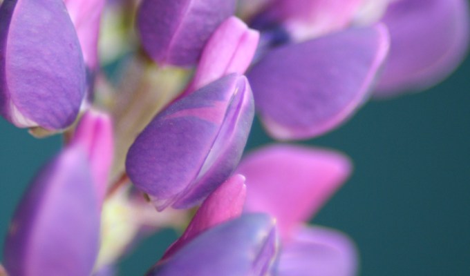 Lupine Lupine