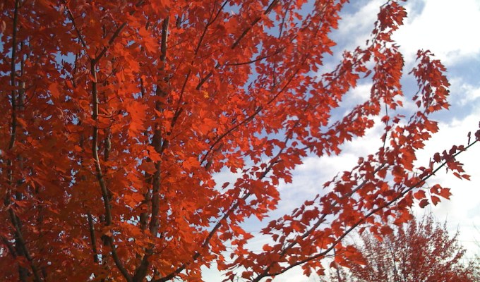 First Fall in Portland